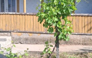 Casă cu teren de 1.470 mp de vânzare – Fântânele, Scânteiești - Poză 8