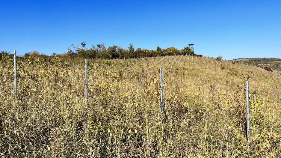 14Ha podgorie, livada pomi fructiferi, si conac 3000mp - Poză 15