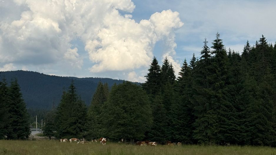 PARCELE DE VÂNZARE, pe malul râului BÂSCA, COMANDAU, COVASNA - Poză 12