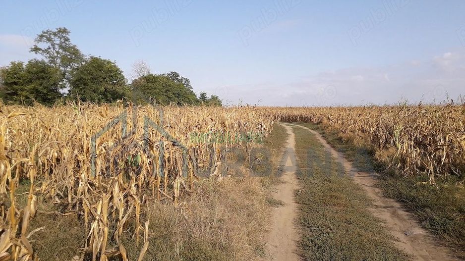 Teren intravilan 5.000 mp în Budăi, Podu Iloaiei – Oportunitate pentru dezvoltatori - Poză 2