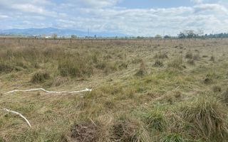 TEREN INTRAVILAN 5000 MP, GRUI, CAMPULUNG - Poză 4