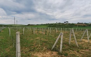 Teren intravilan cu PLANTATIE DE GOJII de vanzare in Racari - Poză 13