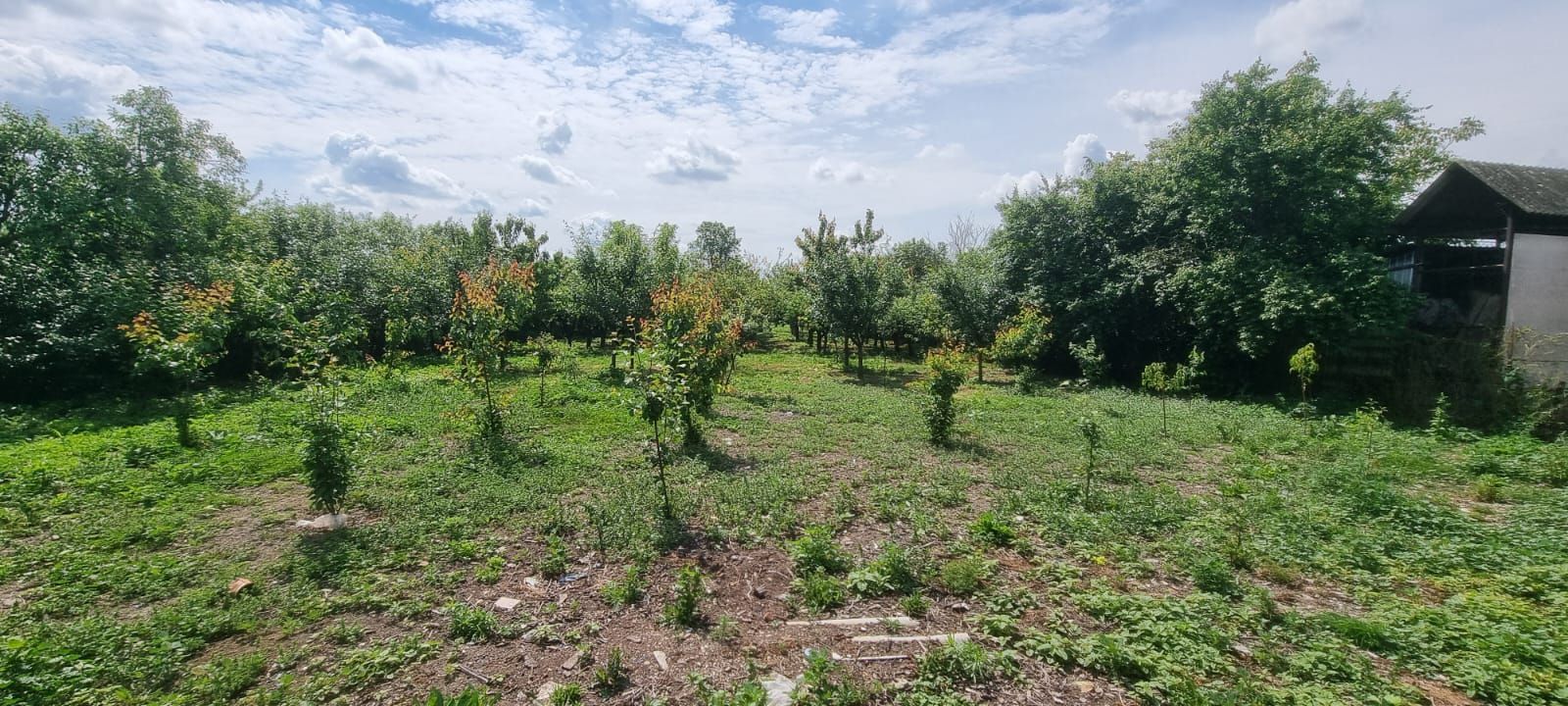 Casă 6 camere, livadă, 3 199 mp, Girisul Negru, Bihor. 42 000 E - Poză 5