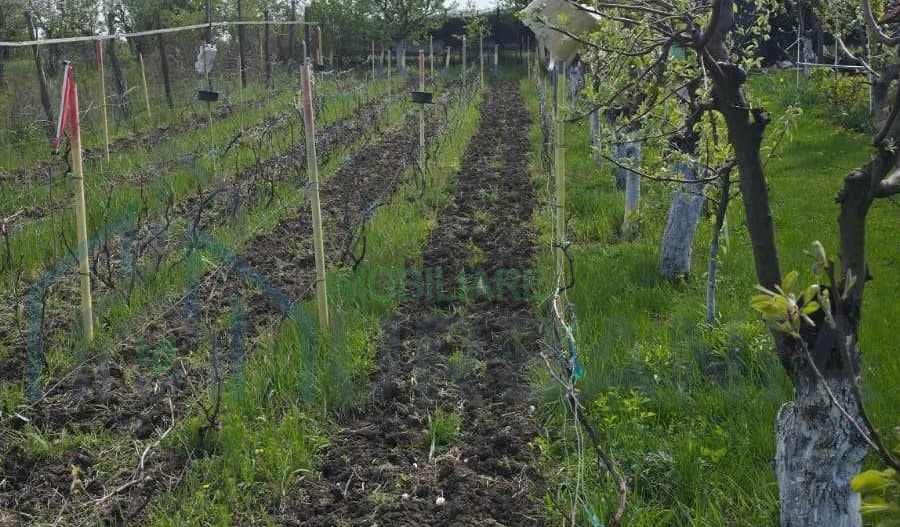 Teren intravilan 1500 mp, Tomesti – Chicerea, 10 km de Iasi, utilitati la limita - Poză 7