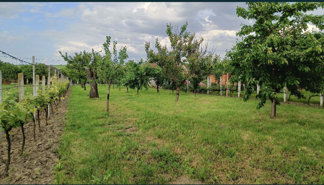 Casa de vanzare in Sacaseni, langa baile termale Tasnad - Poză 4