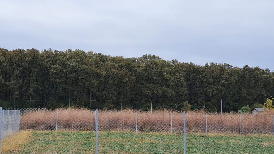 Teren 1500 mp Ghermanesti in proximitatea padurii str Nicopole - Poză 1