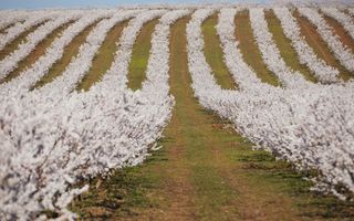 Ferma pomicola cu teren livada 270 ha - Timis - Poză 2