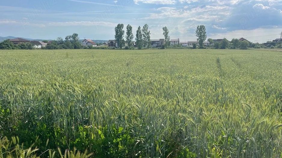 🏡 TEREN INTRAVILAN DE VÂNZARE – PIANU DE JOS, ALBA | 1.450 MP - Poză 2
