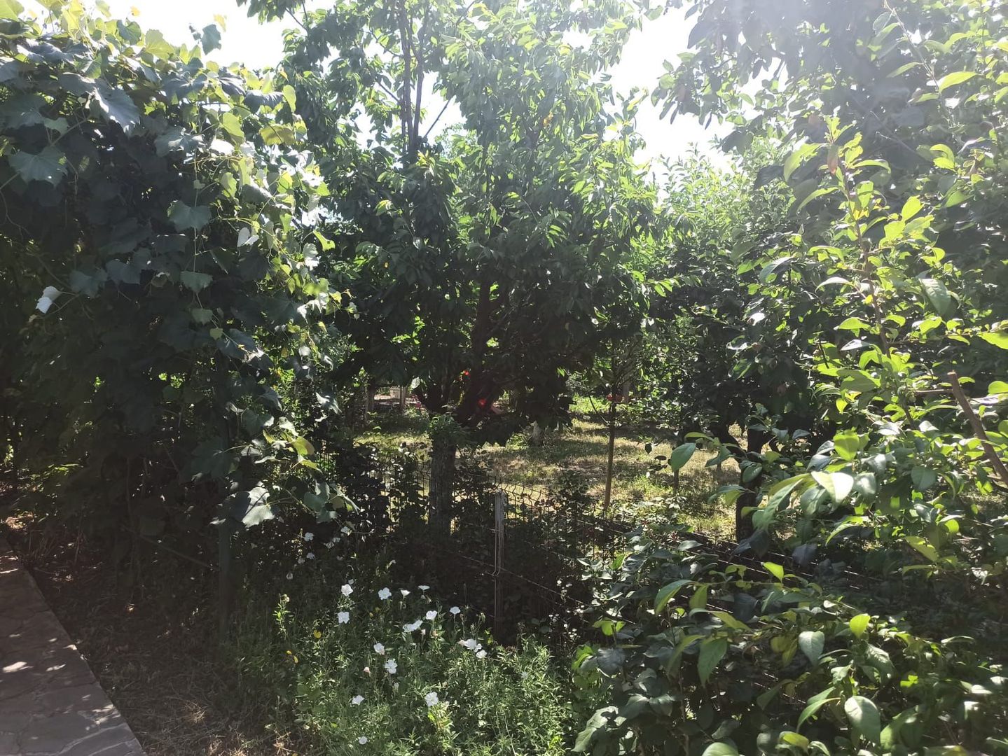 vila indiv+1198mp teren/pe DN4(sosBucuresti) in Frumusani/jud.Calarasi - Poză 62