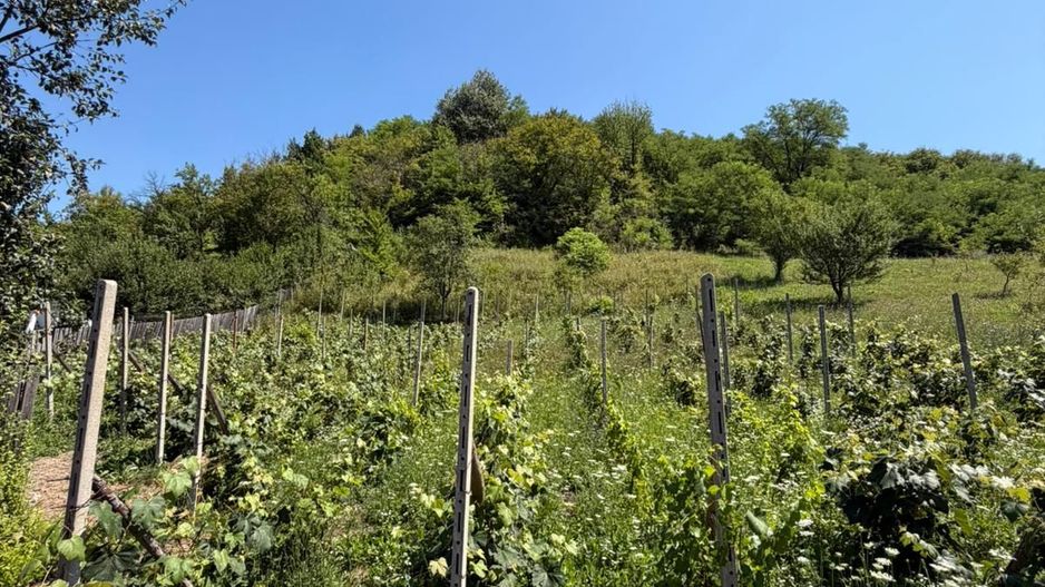 🏡 CASĂ BĂTRÂNEASCĂ DE VÂNZARE – SĂNDULENI,  💥 Comision 0% - Poză 5