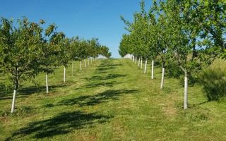 De vanzare | Teren intravilan 1500 mp | Cordau | Cu livada - Poză 1