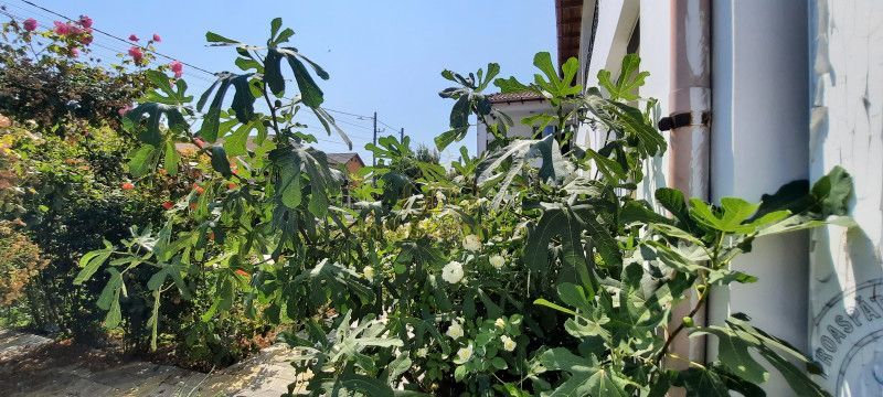 Casa Eugenia vacanță magică pentru turiști, acasă pentru familia ta! - Poză 20