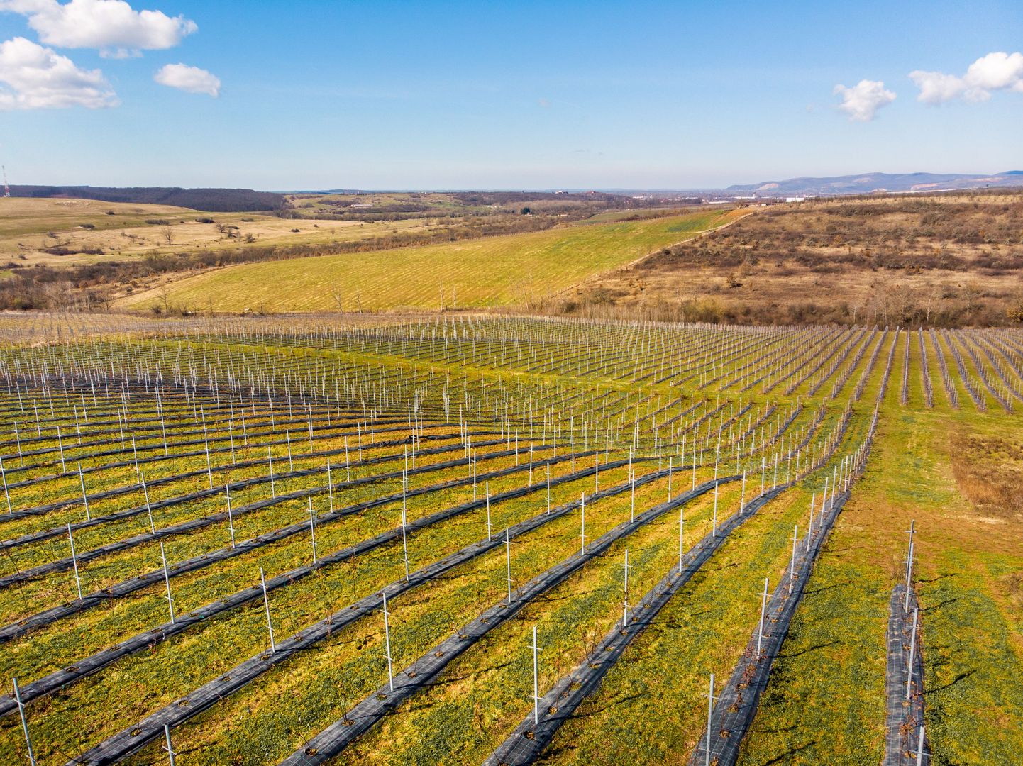 Plantație Bio de mure și zmeură  26,4 ha în Lipova - Poză 6