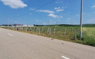 Teren intravilan cu PLANTATIE DE GOJII de vanzare in Racari - Poză 3