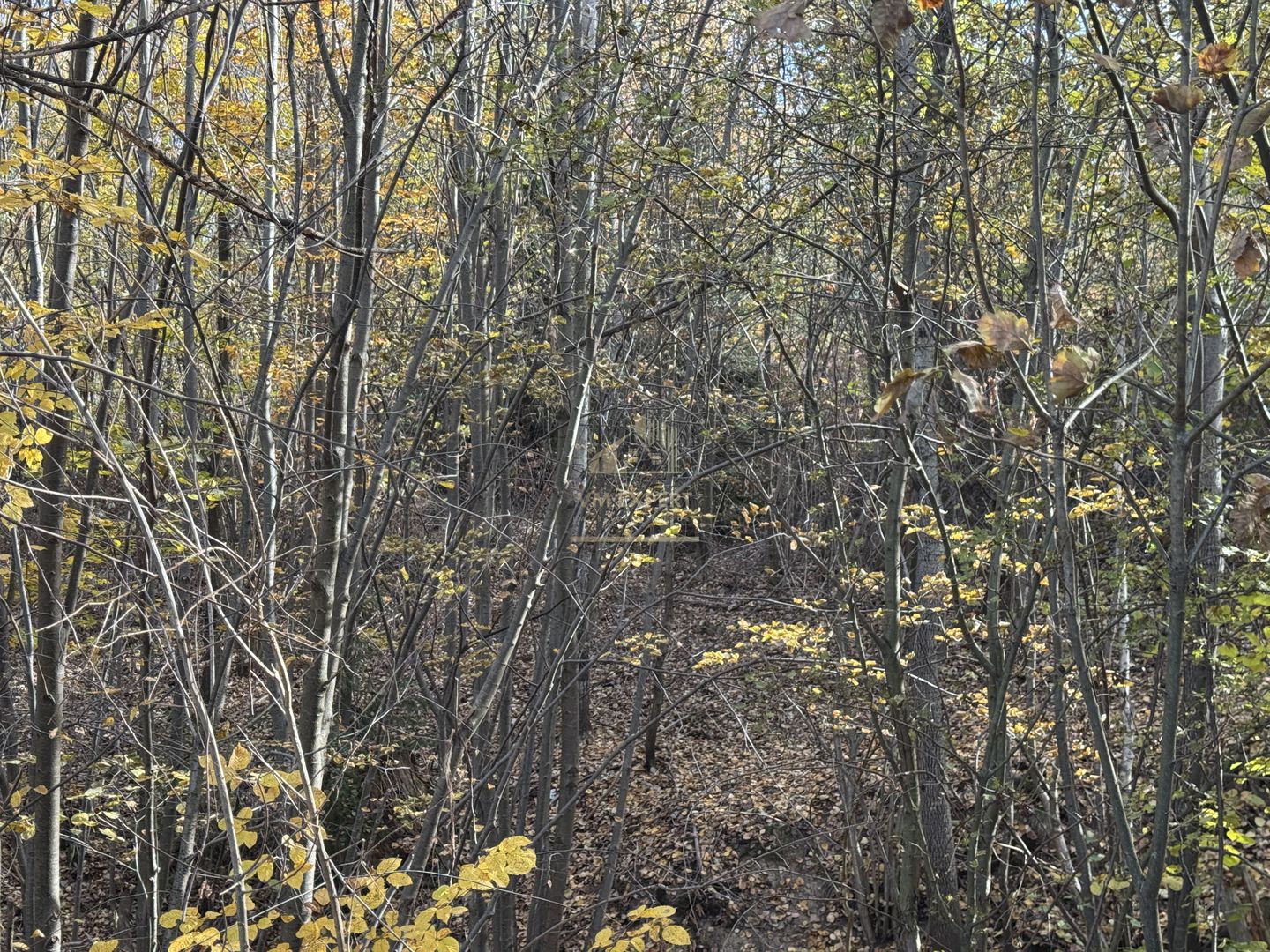 TEREN INTRAVILAN 13167 MP BUGHEA DE SUS ARGES - Poză 10