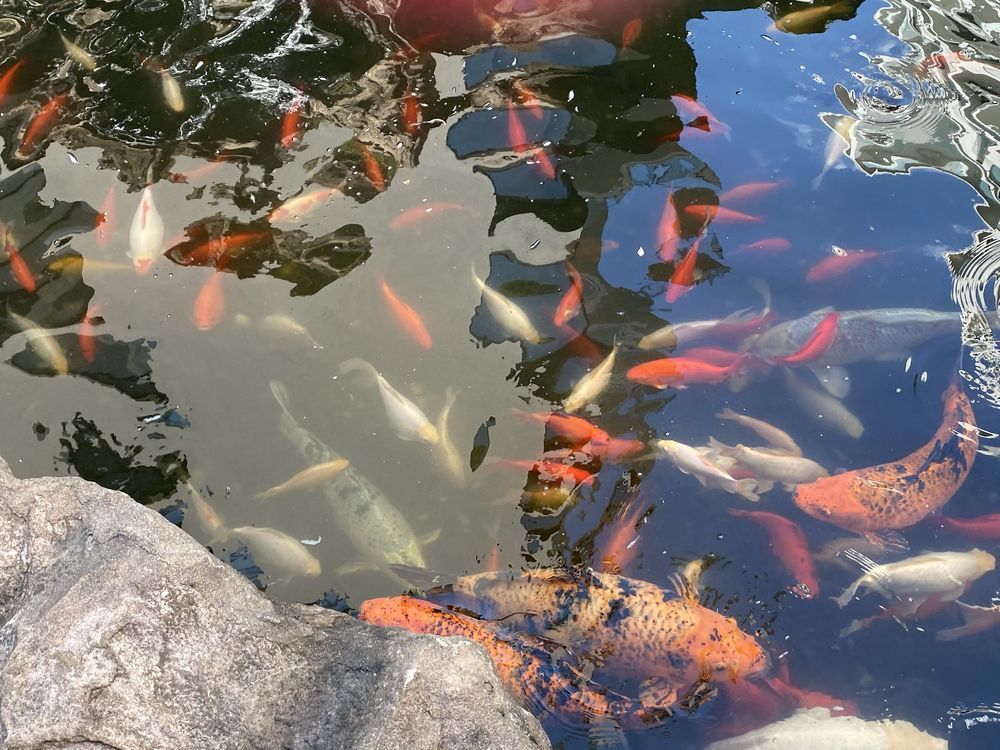 Studio in zona Herastrau - Poză 3