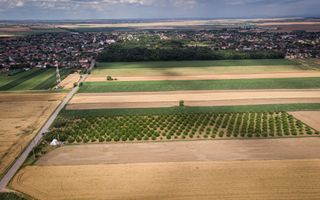 Livadă de nuci altoită și ecologică 2.5ha - Poză 5