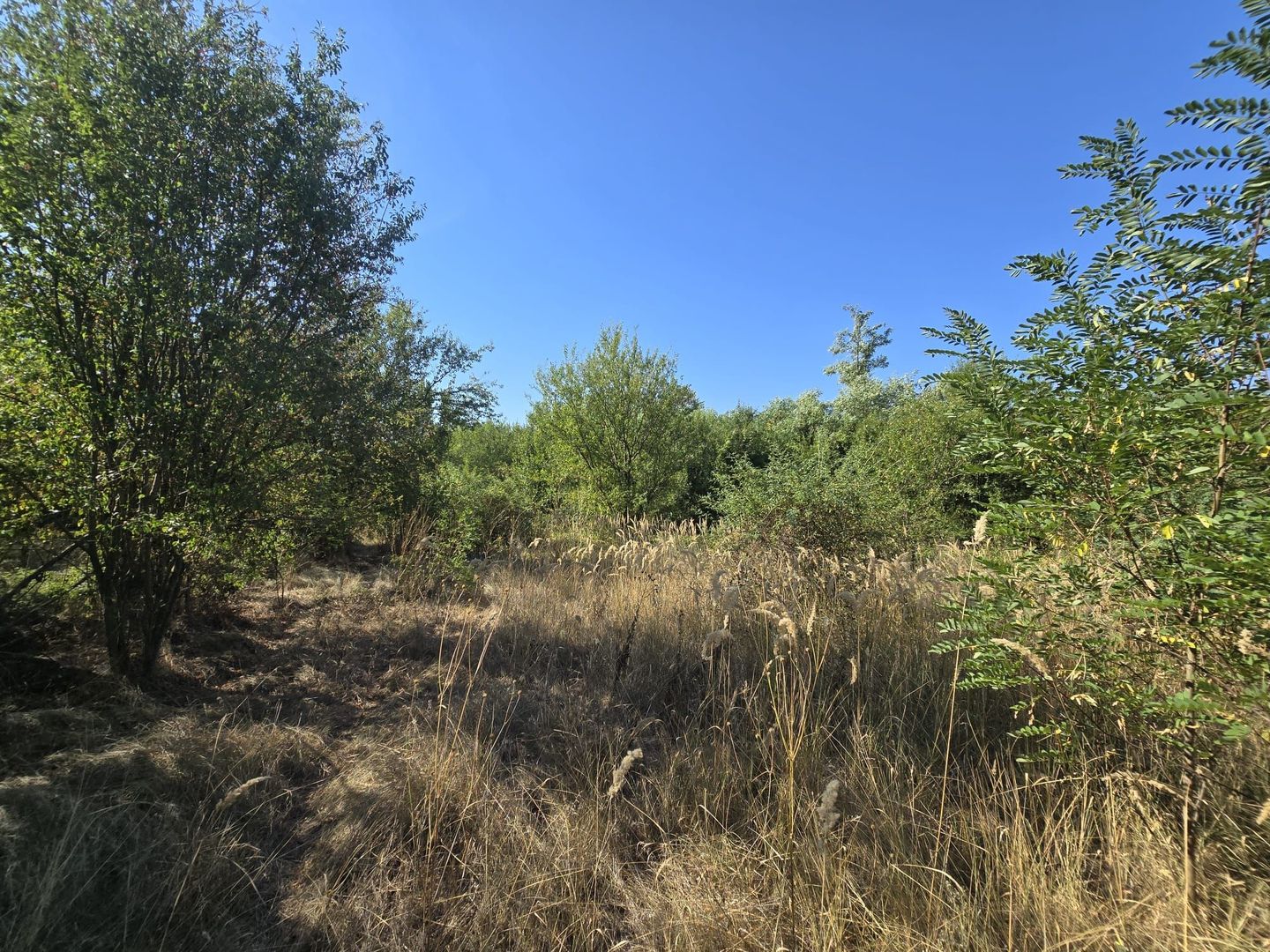 Terenuri intravilane de vânzare| Ciolpani |Acces rapid DN1 & A0 - Poză 5