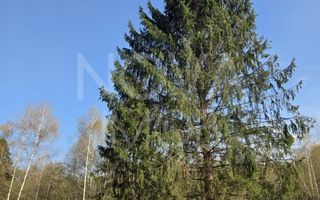Teren intravilan de vanzare - Vistisoara - Poză 2