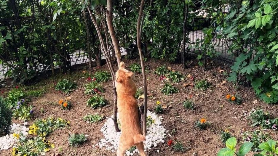 2 camere parter | pet friendly | acces gradina Floreasca - Garibaldi - Verdi - Poză 13