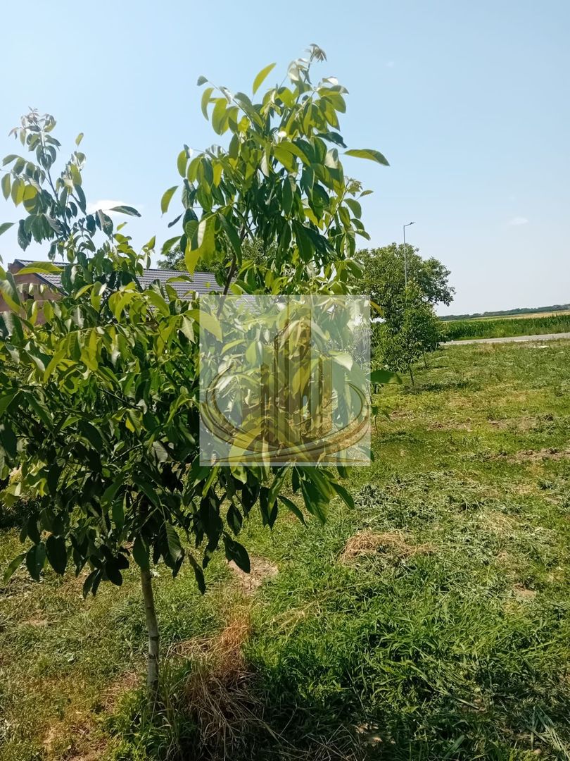 Vand/Schimb Livada Belint 16000mp - Poză 17