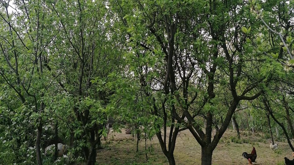 Ag EUROPA vinde casa 6 cam teren 11 ari în zona 14 Mai. - Poză 8