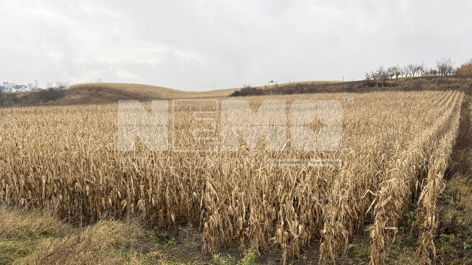 Teren 24 ari | Grănicesti | Front 19 m | DN2H - Poză 1