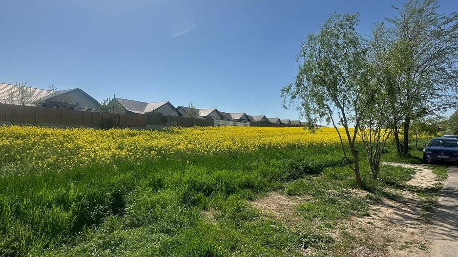 Teren intravilan 26.300 mp Saftica Balotesti-  PUZ în lucru - Poză 20