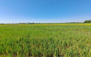 Teren de vanzare in Magurele Ifov Centura Bucuresti - Poză 3