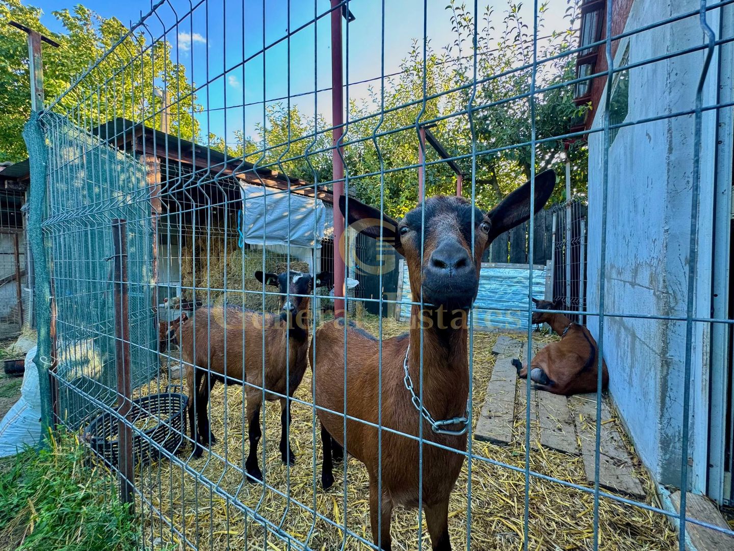 Vânzare Casă  D+P+E - 230 m.p. - Bucium - Poză 20