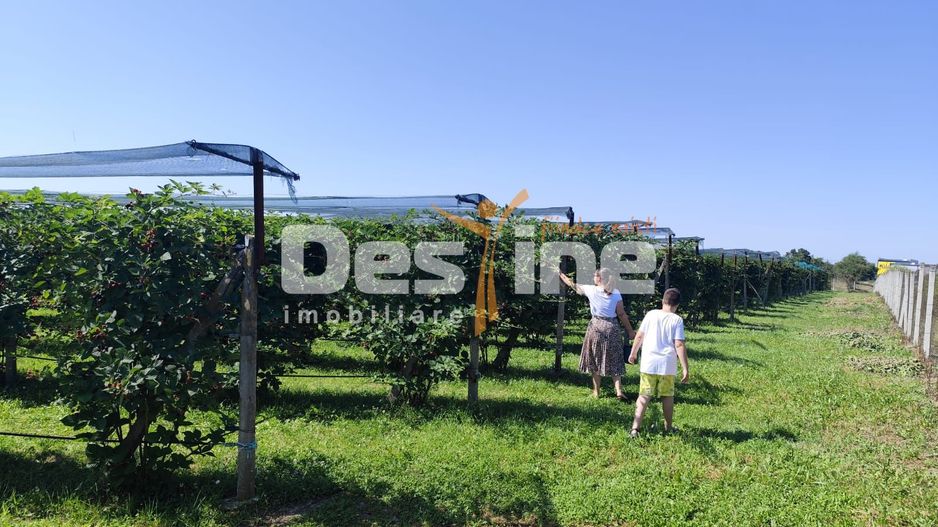 Plantatie de Muri Baicoi 10.000 mp Afacere la cheie! - Poză 7