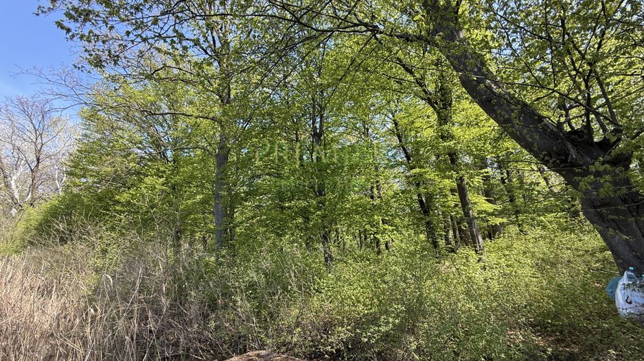 TEREN 7000 MP| DESCHIDERE 40 ML | INTRAVILAN-PADURE | POT 5% | TEREN UNIC | - Poză 6