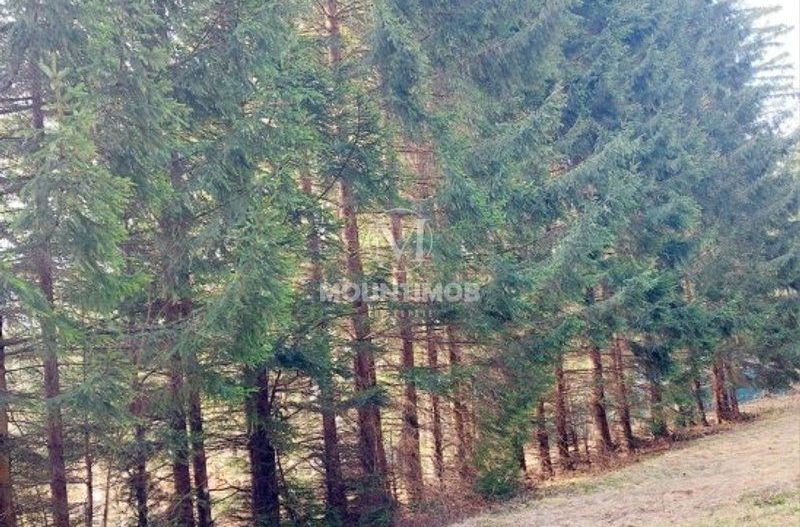 Teren intravilan în Poiana Brașov 1404 mp, str. Poiana Ruia - Poză 5