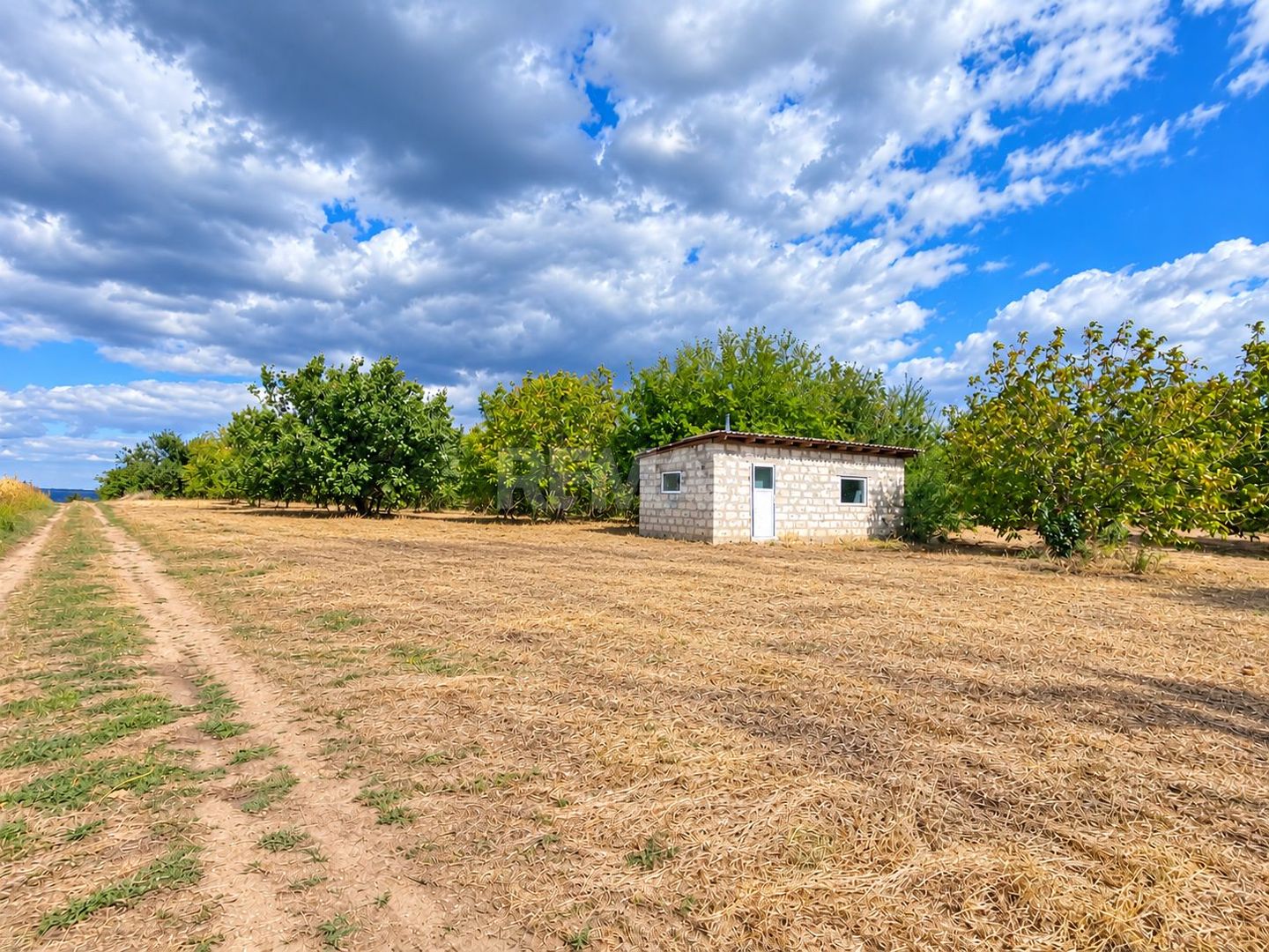 LIVADĂ DE NUCI – 24,5 HA | ȚÎNȚĂRENI, ANENII NOI - Poză 5