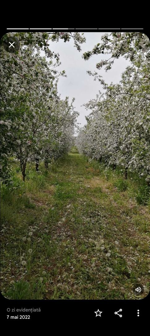 Casa 81mp, teren 81 ari, anexe, pomărie tânără de meri de vânzare - Poză 8