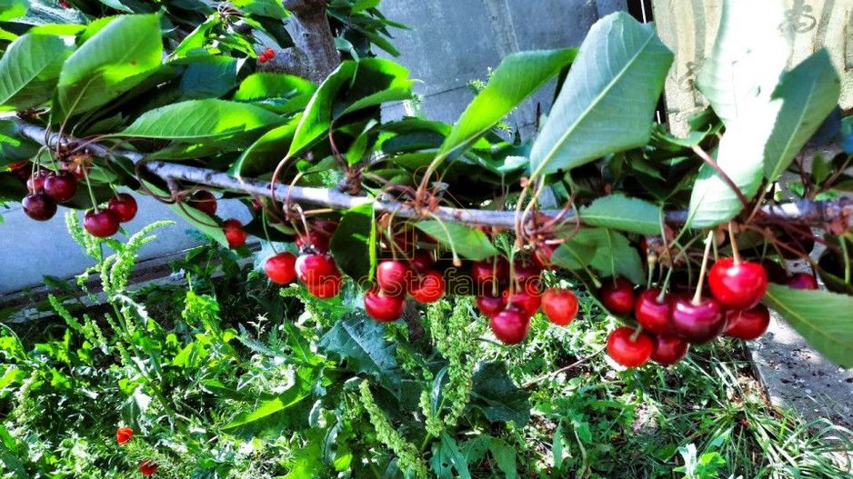 Cumpana | Spațiu și curte generoasă! | Casa familiei tale! - Poză 1