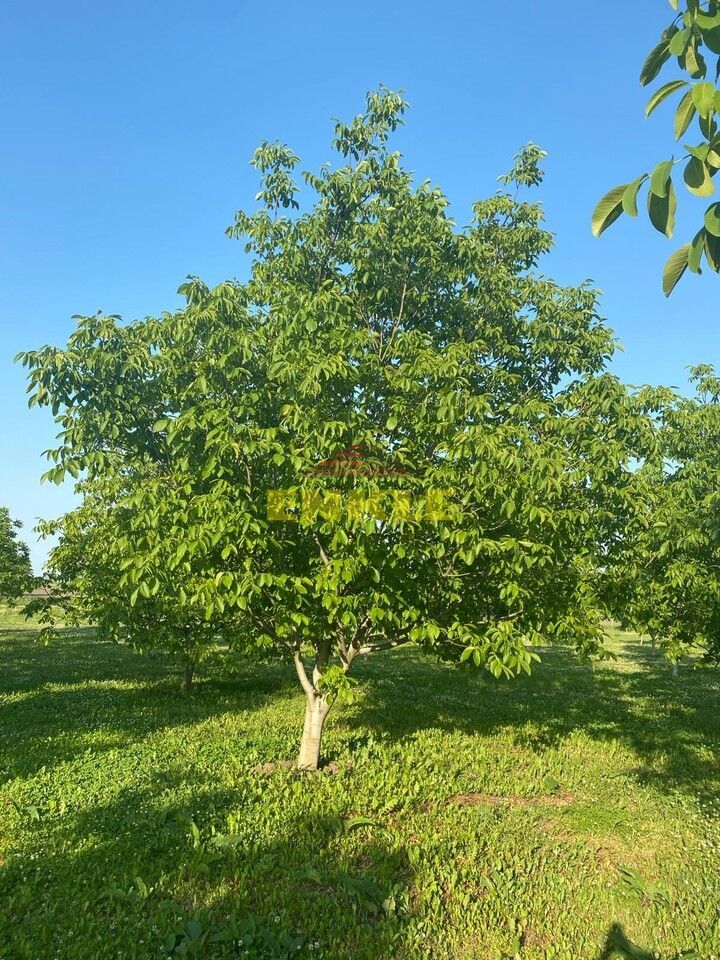 De vânzare livada cu nuci - Poză 3