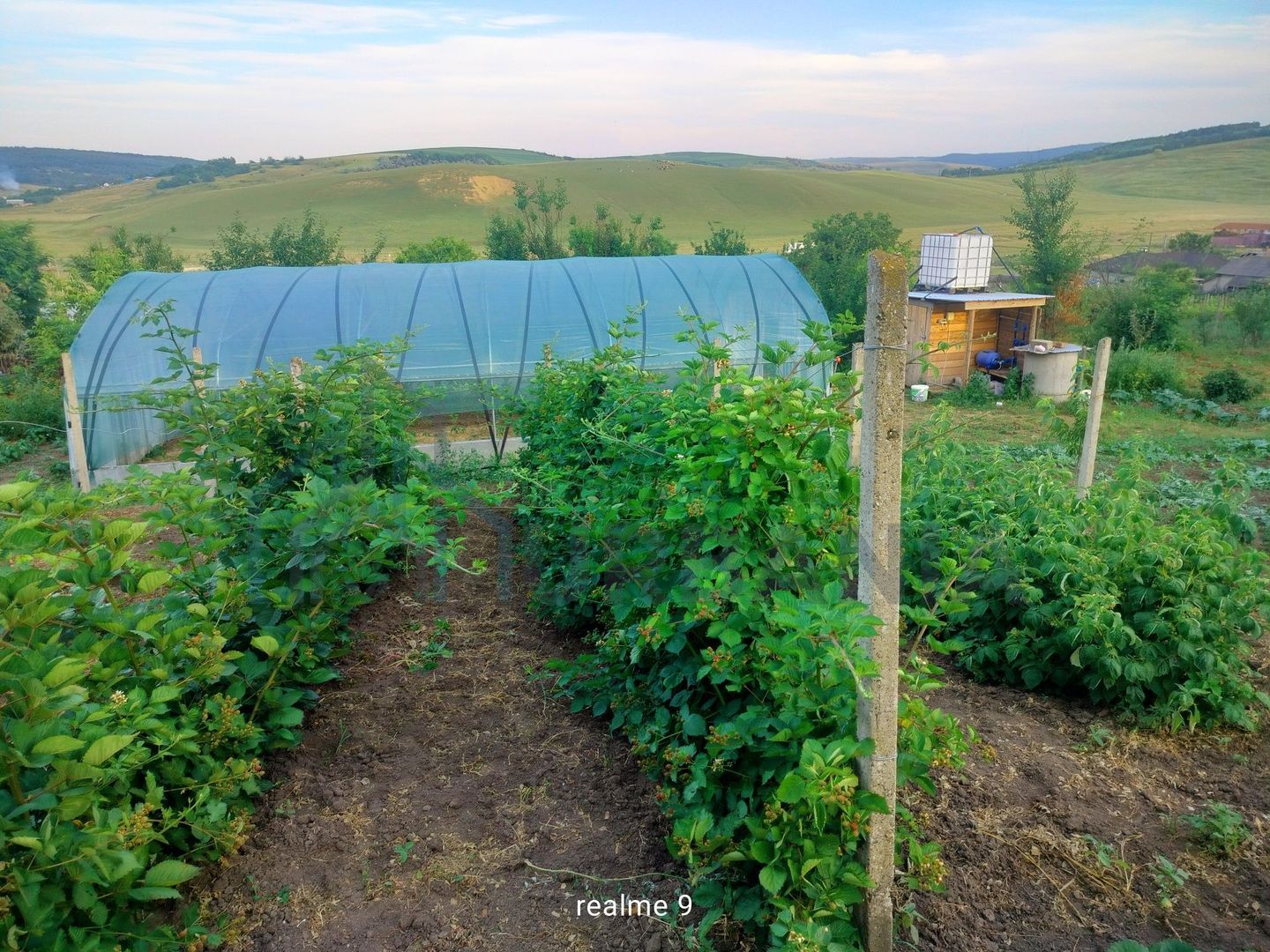 Teren intravilan de 1550 mp în localitatea Buznea, strada Corneliu Coposu - Poză 2