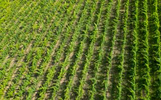 Vie Tradițională „Halta Lupilor” - Poză 50