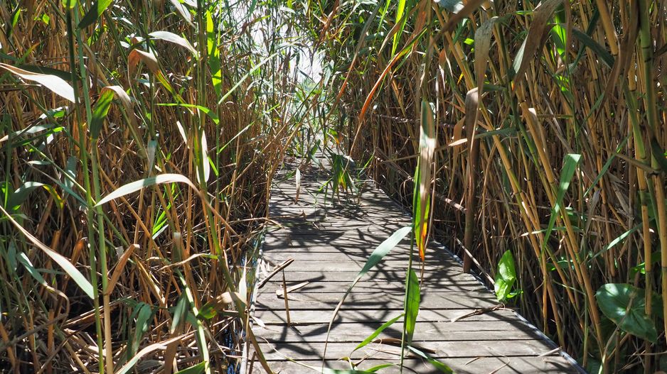 NOU-VILA 6 CAMERE SNAGOV IZVORANI LAC -TEREN 1800mp - Poză 12