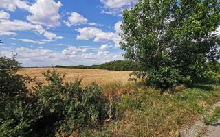 De vânzare teren extravilan, 11,600 mp, Salonta - Poză 6