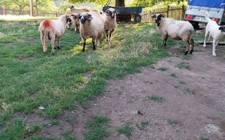 Proprietate cu 60000 mp pamant la pret de apartament - Poză 25