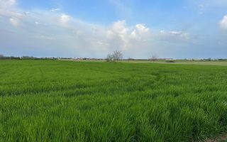 Teren intravilan cu destinatie rezidentiala 7.458 mp Balotesti - Poză 7