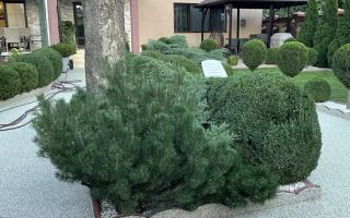 Vilă de lux de închiriat – ideală pentru afaceri - Poză 3