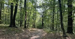 🌲 Teren 7.100 mp cu pădure proprie – Bârnova, lângă Iași - Poză 1