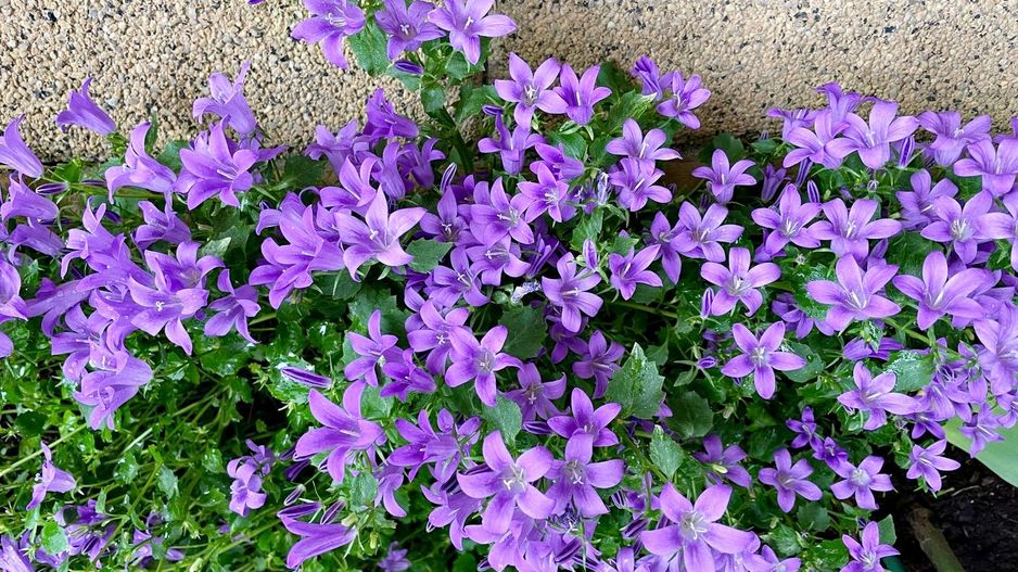 Bartolomeu, (zona strada Lungă), casa construcție 2009 - Poză 25