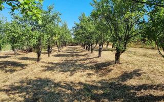 1600 mp teren in Barnova sat Pietrarie pe deal deasupra Primariei. - Poză 1