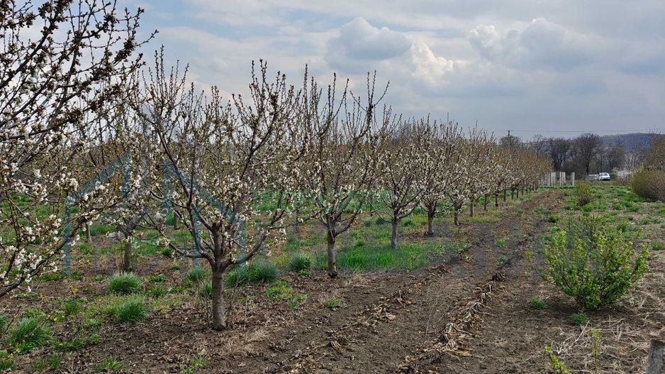 Teren intravilan de 5800 mp, sat Mădârjesti (lângă Sârca) - Poză 2