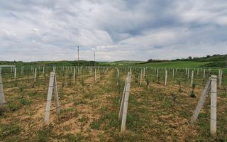 Teren intravilan cu PLANTATIE DE GOJII de vanzare in Racari - Poză 26