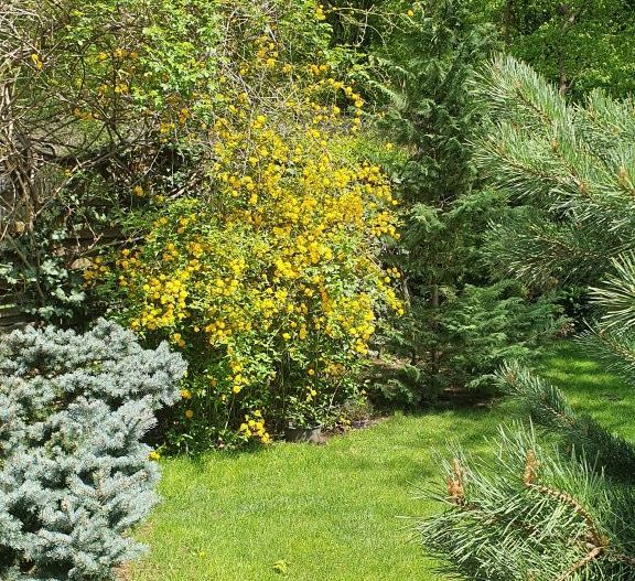 Vanzare vila 5 camere | Langa padure | Bucuresti | Baneasa - Poză 14